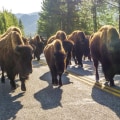 Exploring the Wonders of National Parks