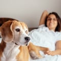 Pet Friendly Hotels - Finding the Perfect Accommodation for You and Your Furry Friend
