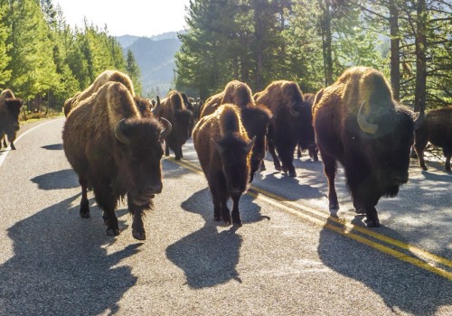 Exploring the Wonders of National Parks