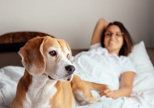 Pet Friendly Hotels - Finding the Perfect Accommodation for You and Your Furry Friend